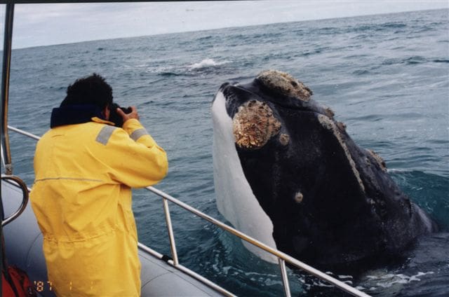 Whale Watching on the Pacific Coast - Covington Travel