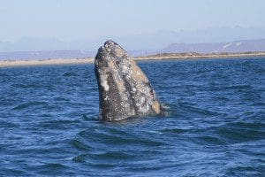 grey whale