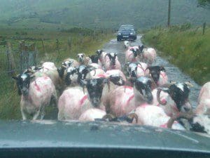 Irish traffic jam