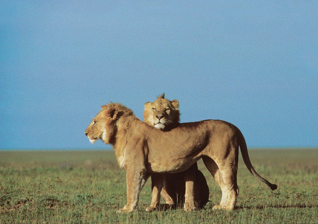 Serengeti travel for photography