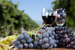 culinary wine grapes