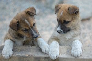 Alaska Dog Sled Summer Camp