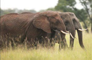 Safari in Kenya