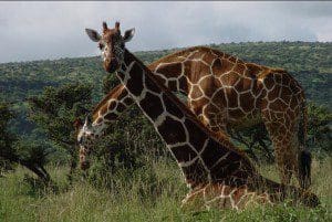 Safari in Kenya