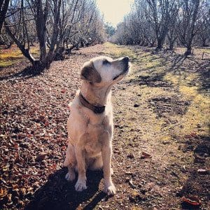 white truffle season