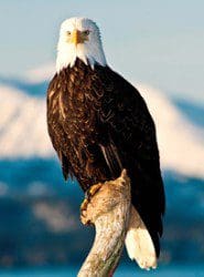 Alaska Bald Eagle