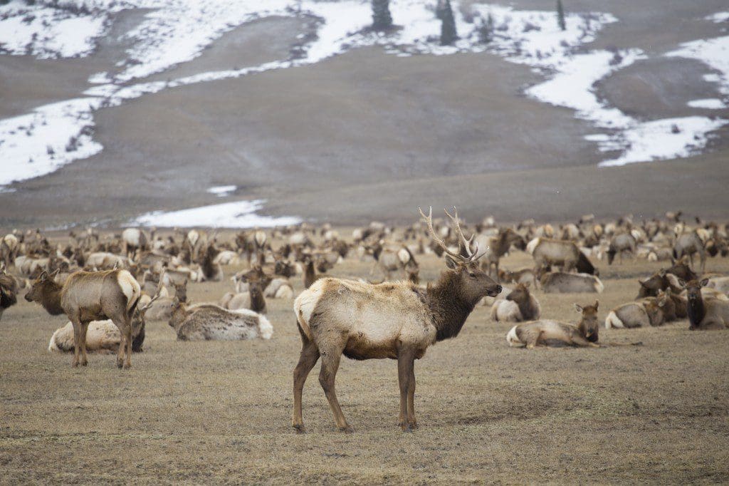 Jackson Hole