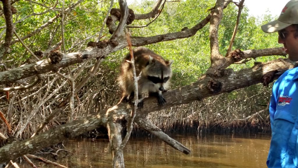 Everglades airboat tour