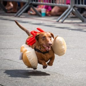 oktoberfest