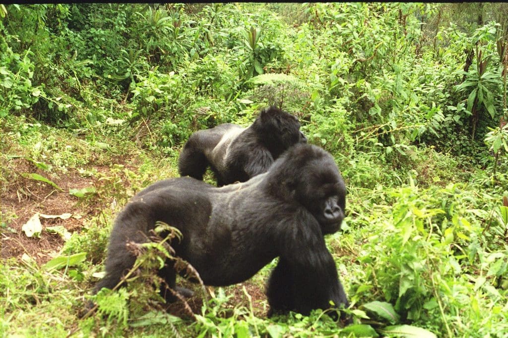 gorilla trekking