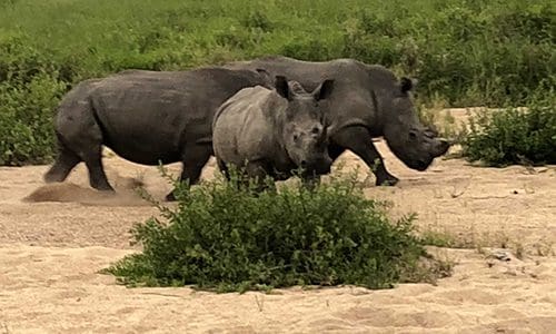 South African Safari Rhino 