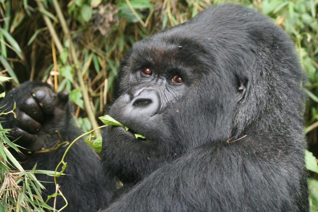 mountain gorillas