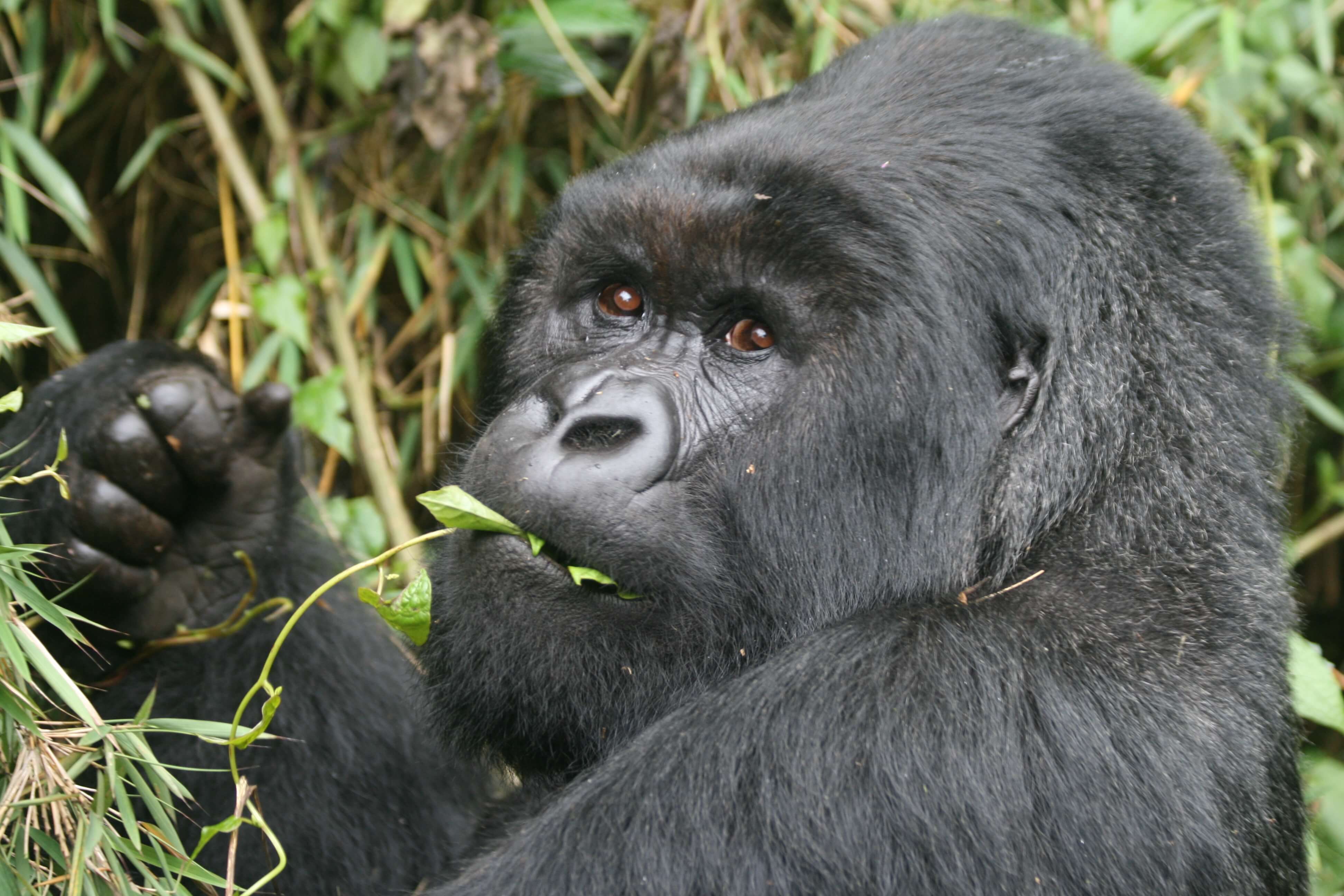 best time to visit mountain gorillas