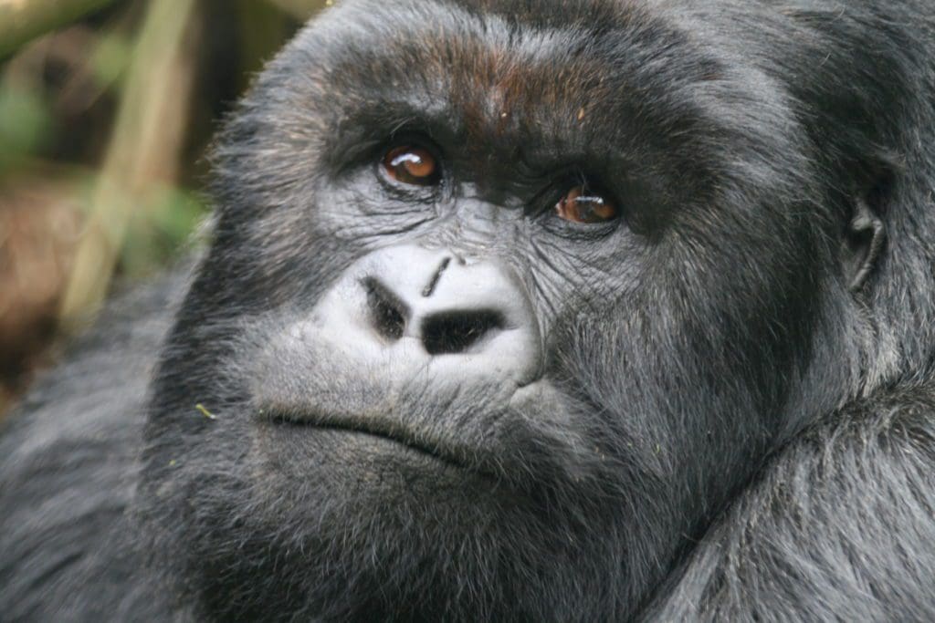 mountain gorillas