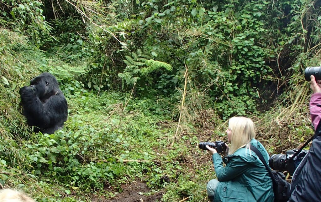 mountain gorilla