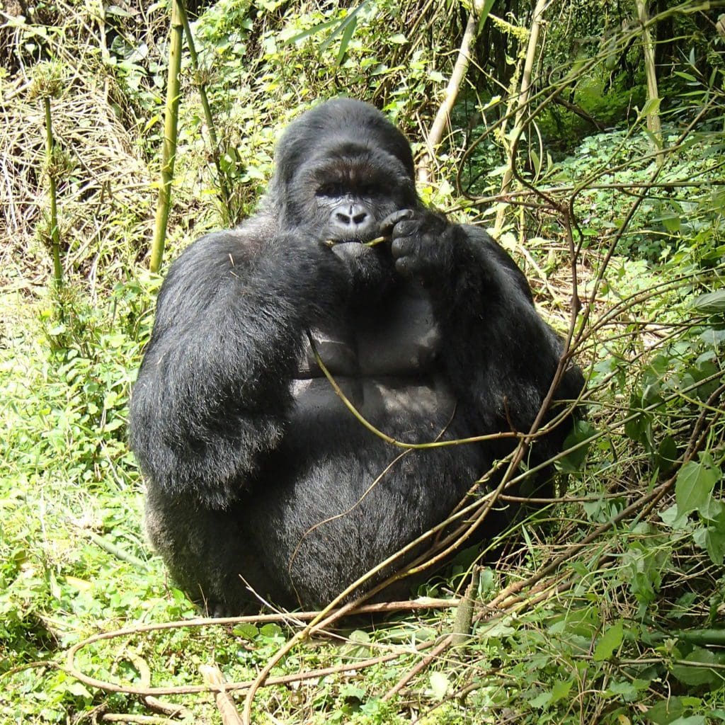 mountain gorillas