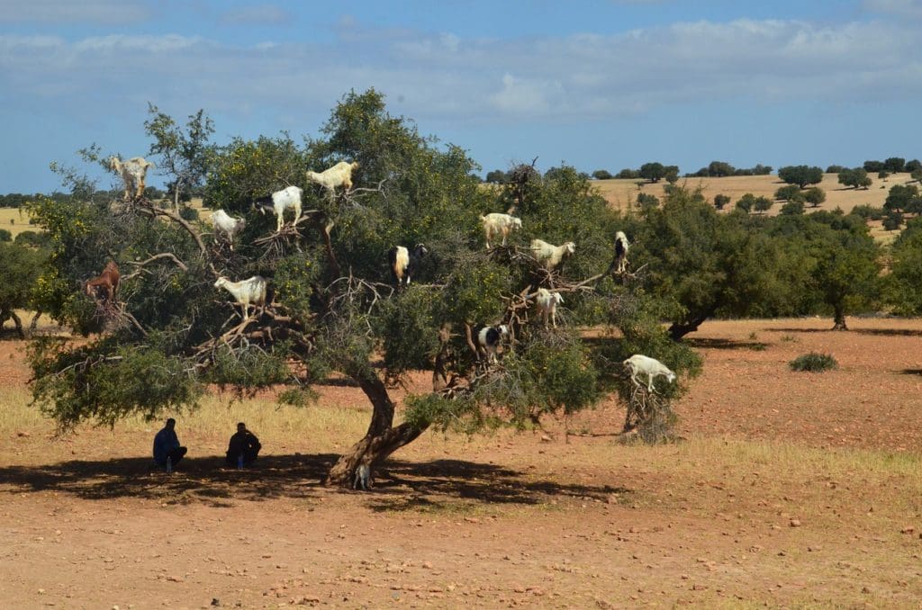 moroccan experiences