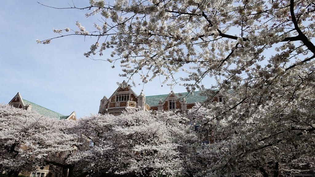 cherry blossoms