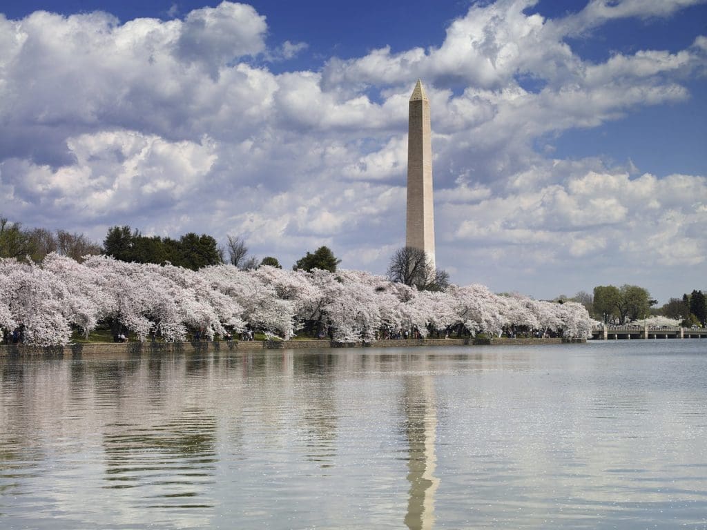 cherry blossoms