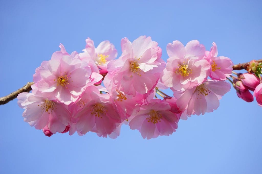 Cherry blossoms are in full bloom around Queens –