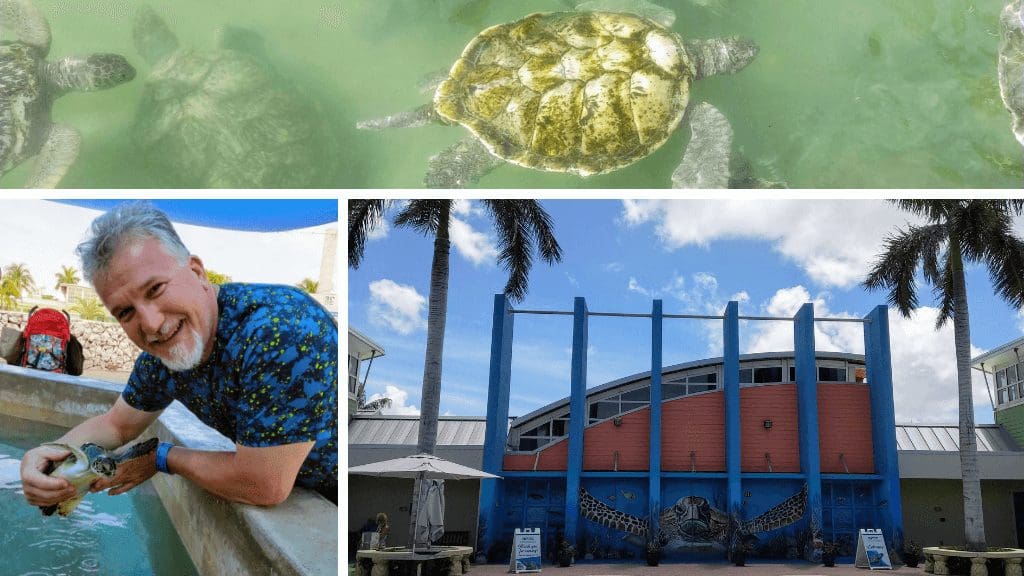 Caribbean wildlife encounters