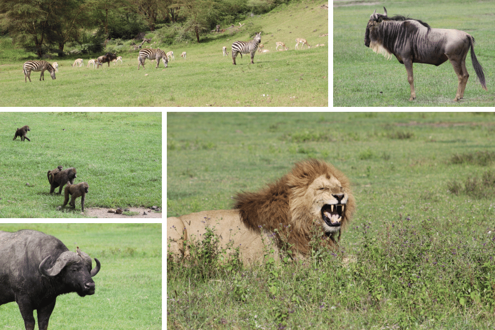 east Africa safari