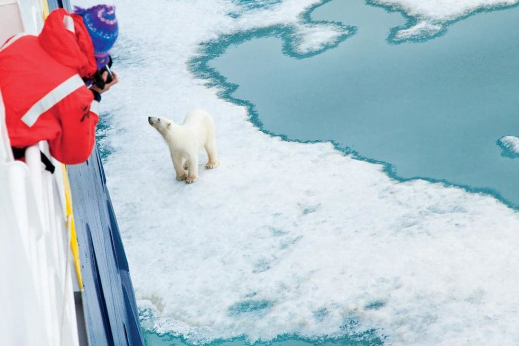 polar bear Norway