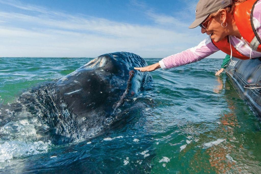 gray whale