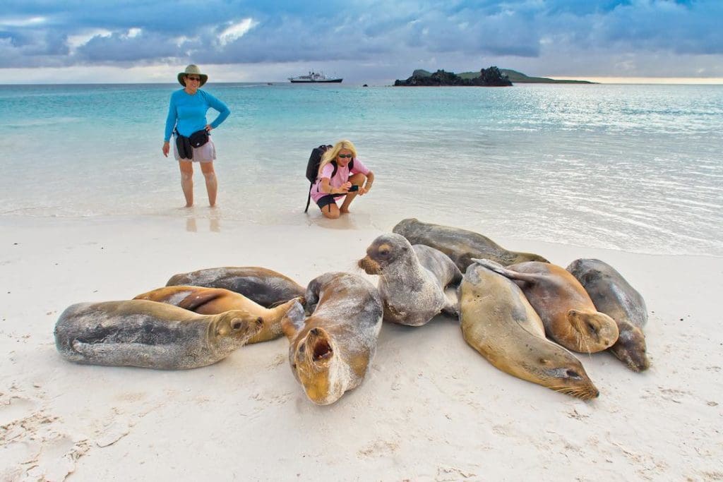 Galapagos sea lions