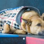 ANIMALS IN THE AIRPLANE CABIN
