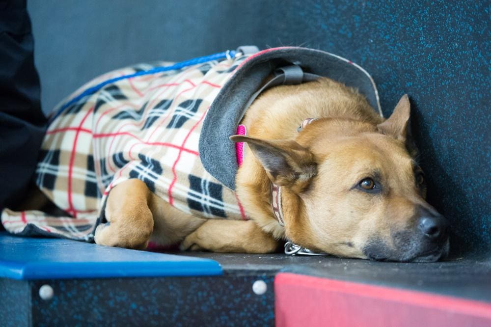 ANIMALS IN THE AIRPLANE CABIN