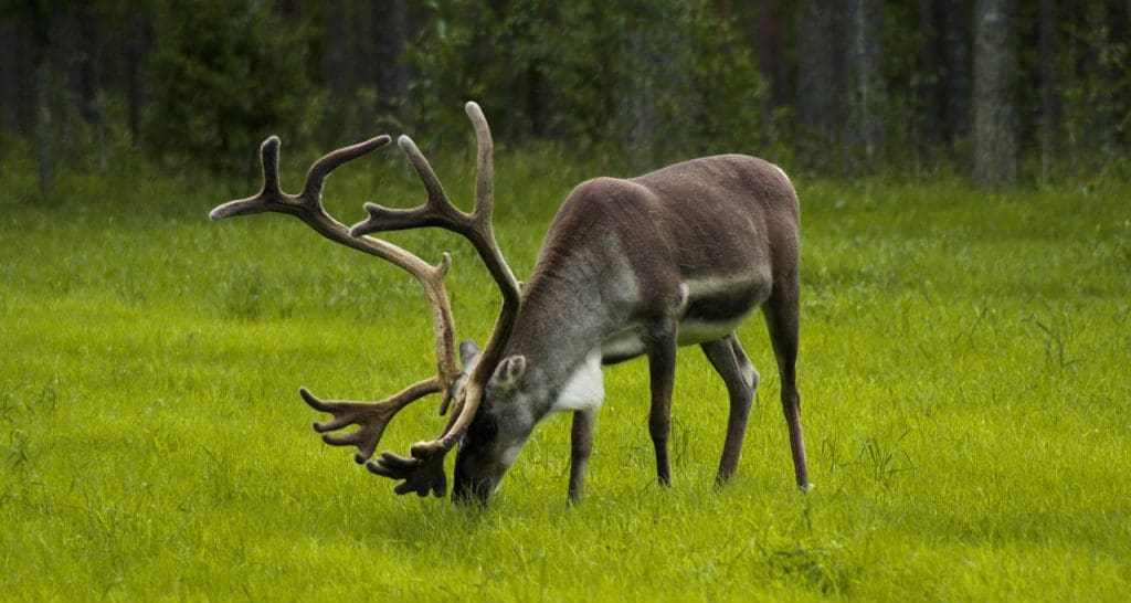 Finland reindeer