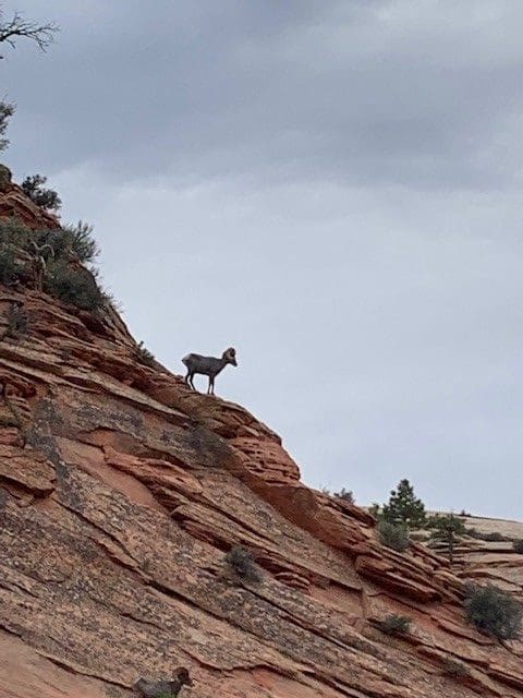 Bighorn sheep