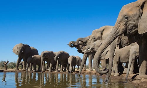 Botswana-Elephants 500 x 300