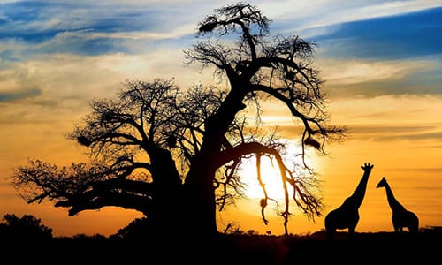 Botswana-Trees 500 x 300