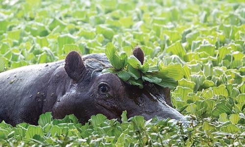 Botswana_hippo 500 x 300