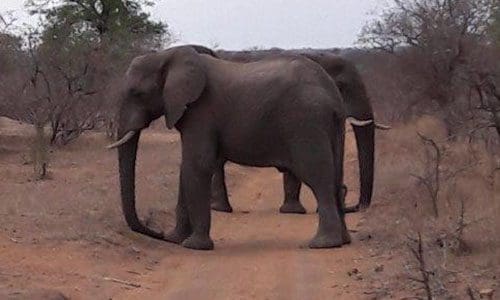 Kim Sonderman _ Elephants Just chillin 500 x 300 px