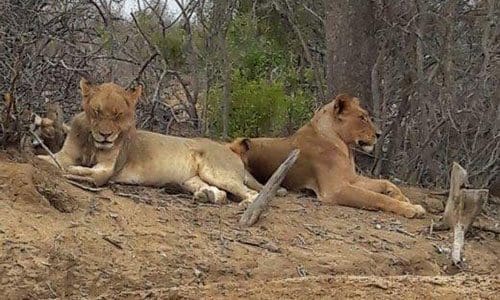 Kim Sonderman _Lions Taking a break 500 x300