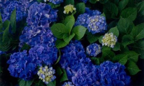 Valerie A Azores Blue Hydrangeas 500 x 300