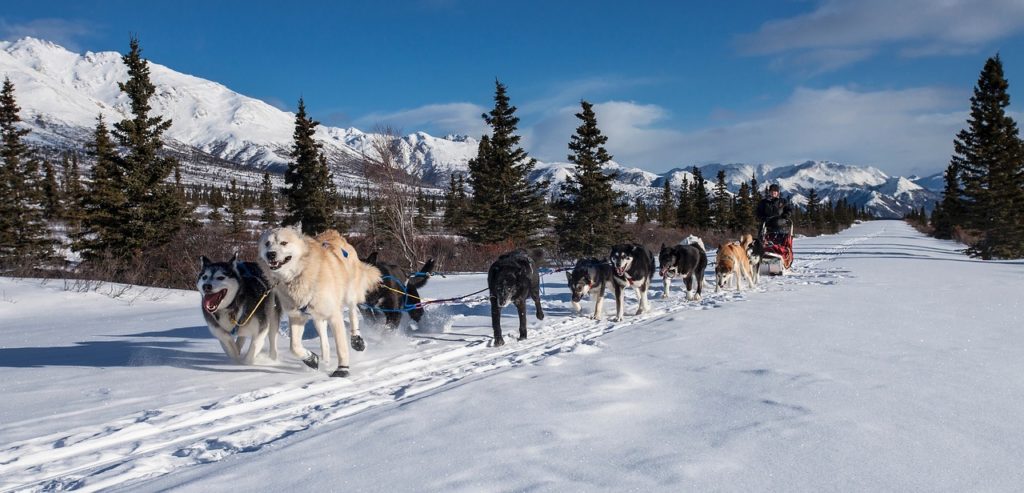 winter activities in Colorado; dog sled