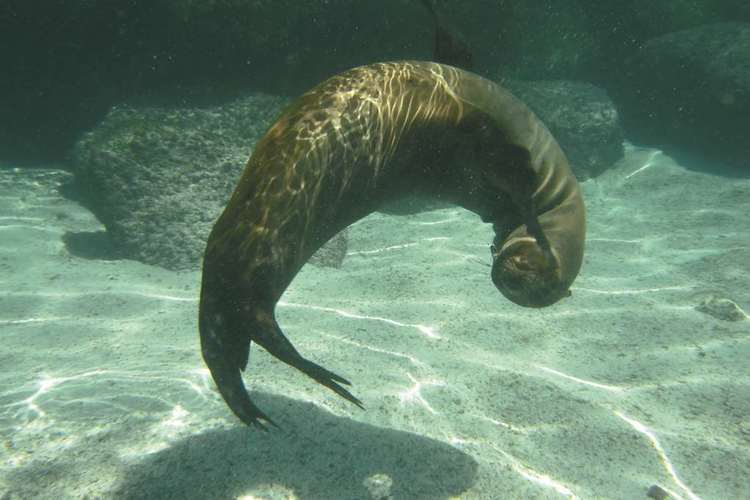 swimming with sea lions