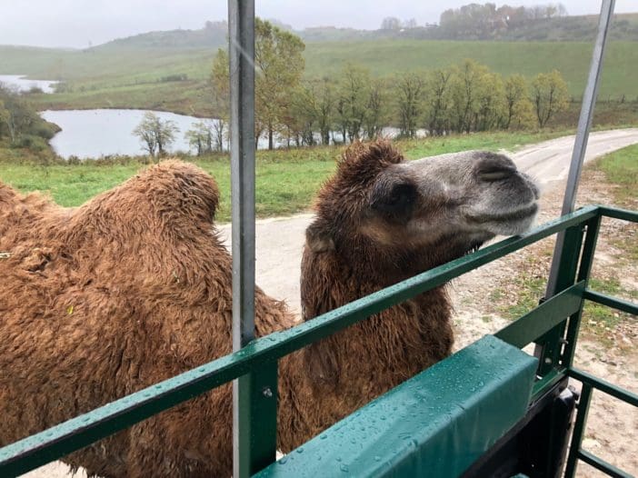 Wilds Camel