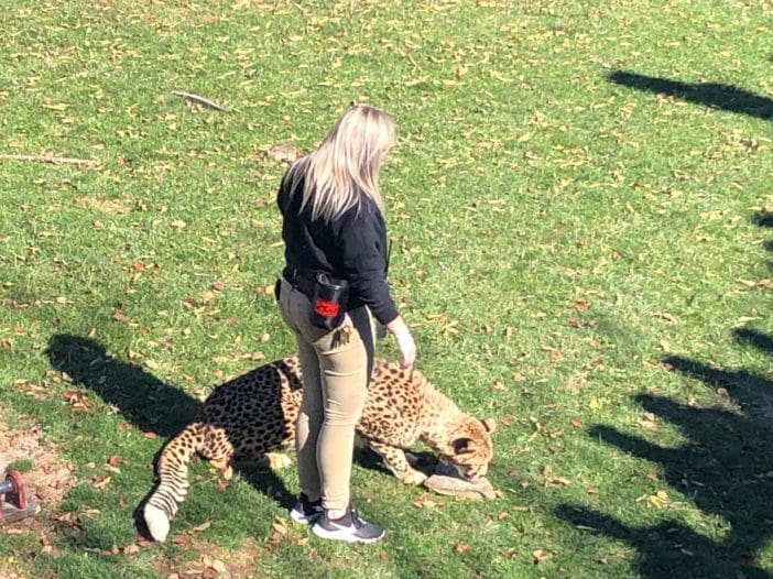Zoo Cheetah 3
