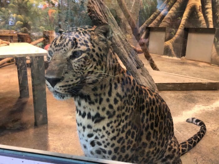 Zoo Leopard