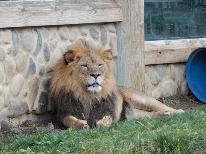 Zoo Lion