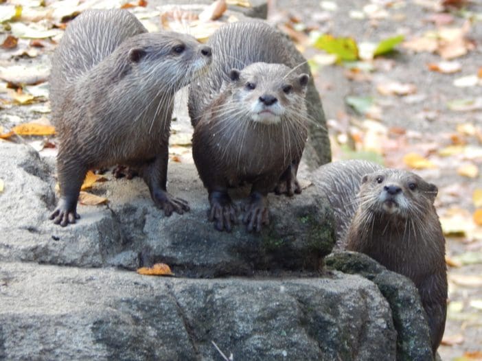 Zoo Otters