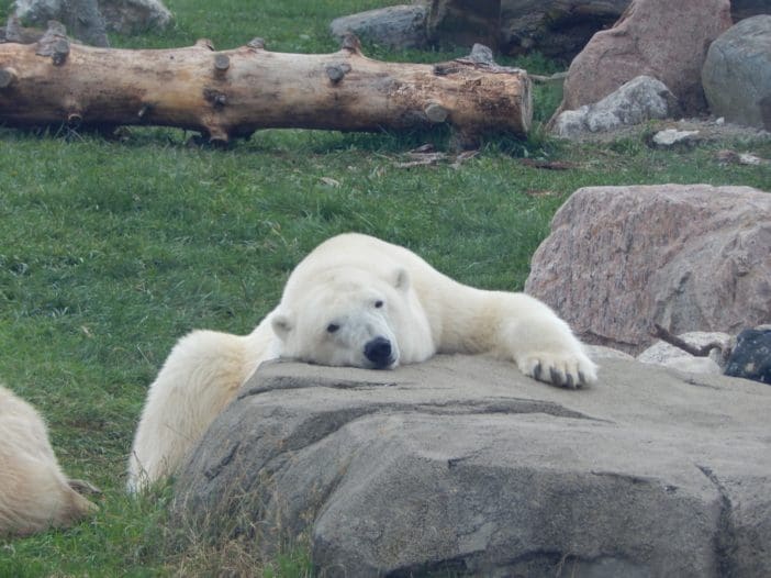 Zoo Polar