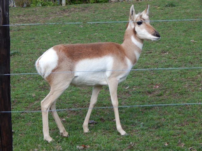 Zoo Pronghorn