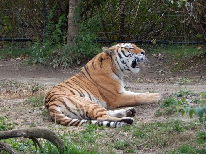 Zoo Tiger