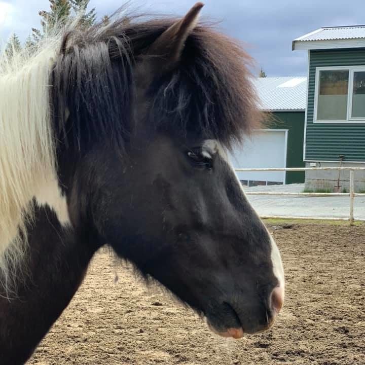 Icelanic horse